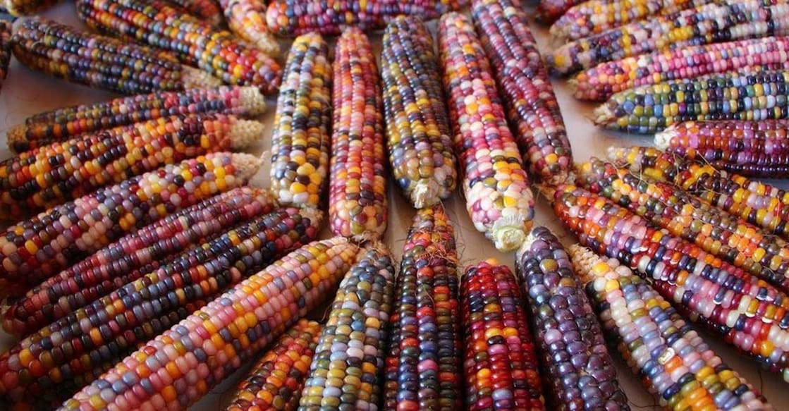 colour-corn