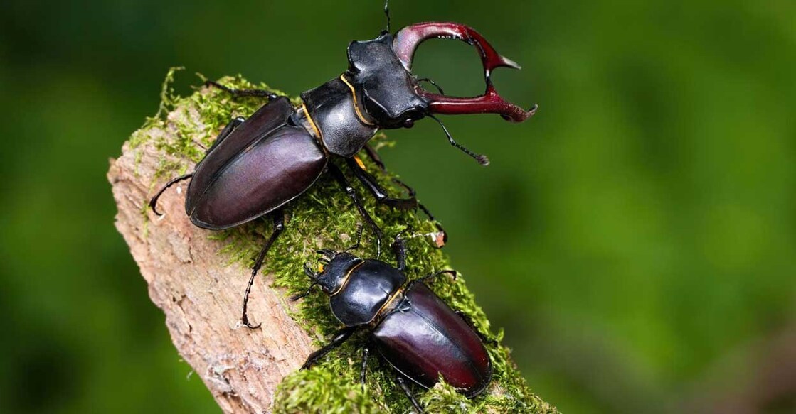 stag-beetle-expensive സ്റ്റാഗ് ബീറ്റിൽ (Photo: X/ @hwurmp)