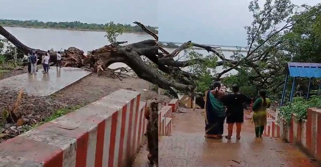 cinema-tree (Photo: X/@PavanJourno)