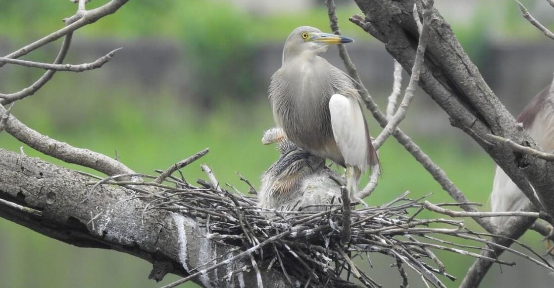 Pond-Heron Pond Heron. Photo: special arrangement
