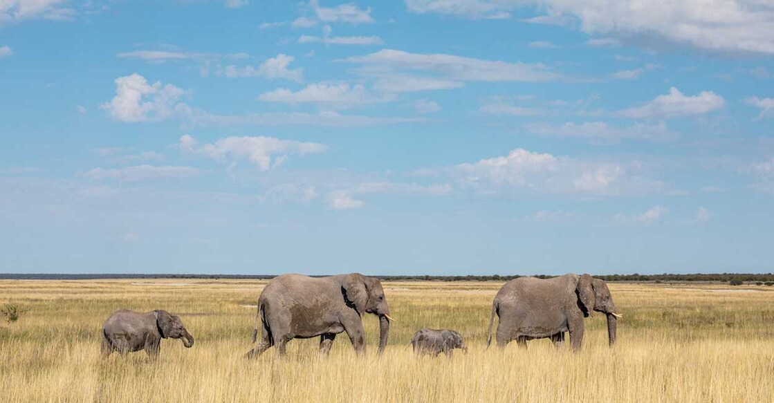 namibia (Photo: X/@fly_namibia)