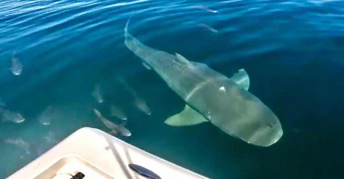 tiger-shark (Photo:X/@EdPiotrowski)