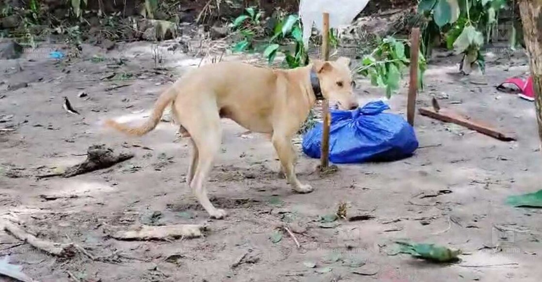 dog-wayanadrescue dog-wayanadrescue