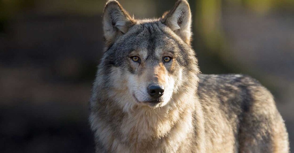 wolf