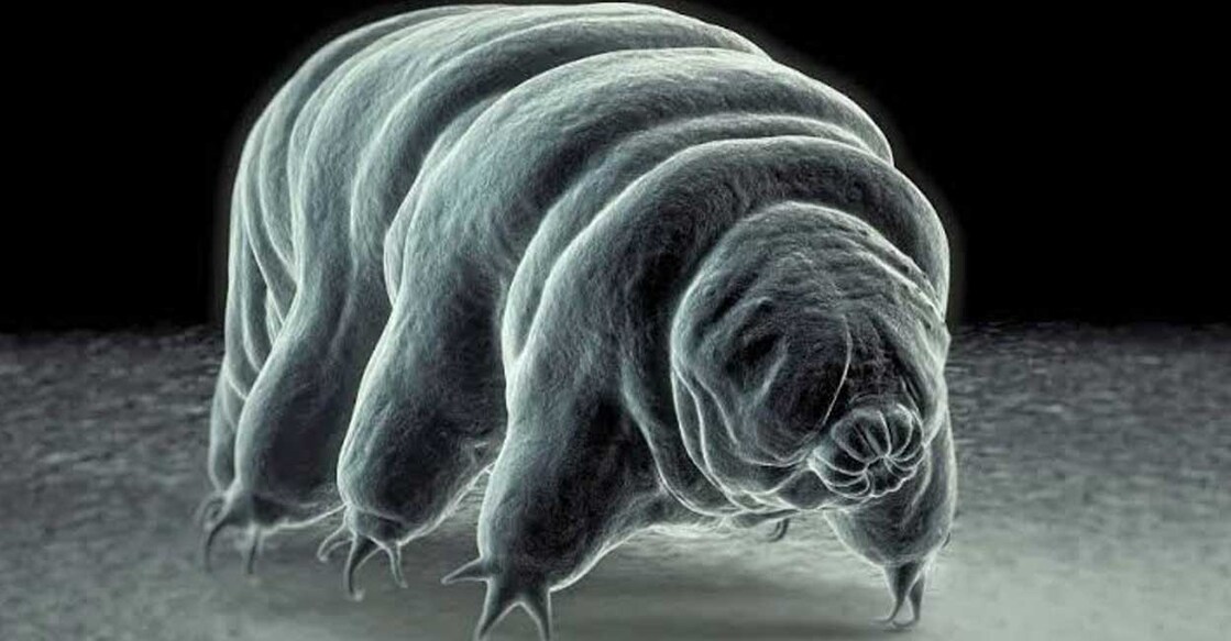 tardigrade (Photo: X/@bunny07____)