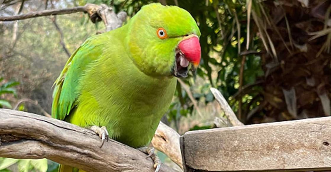 parrot-yume തത്ത (Photo: X/@chmnaidu)