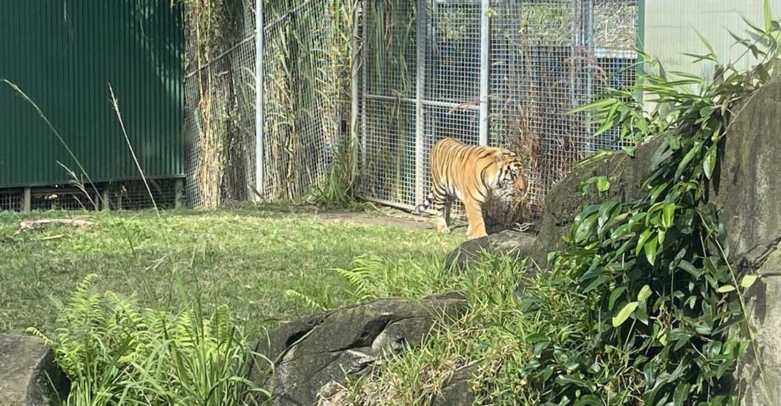 sumatran-tiger (Photo: X/@RomanMackinnon6)