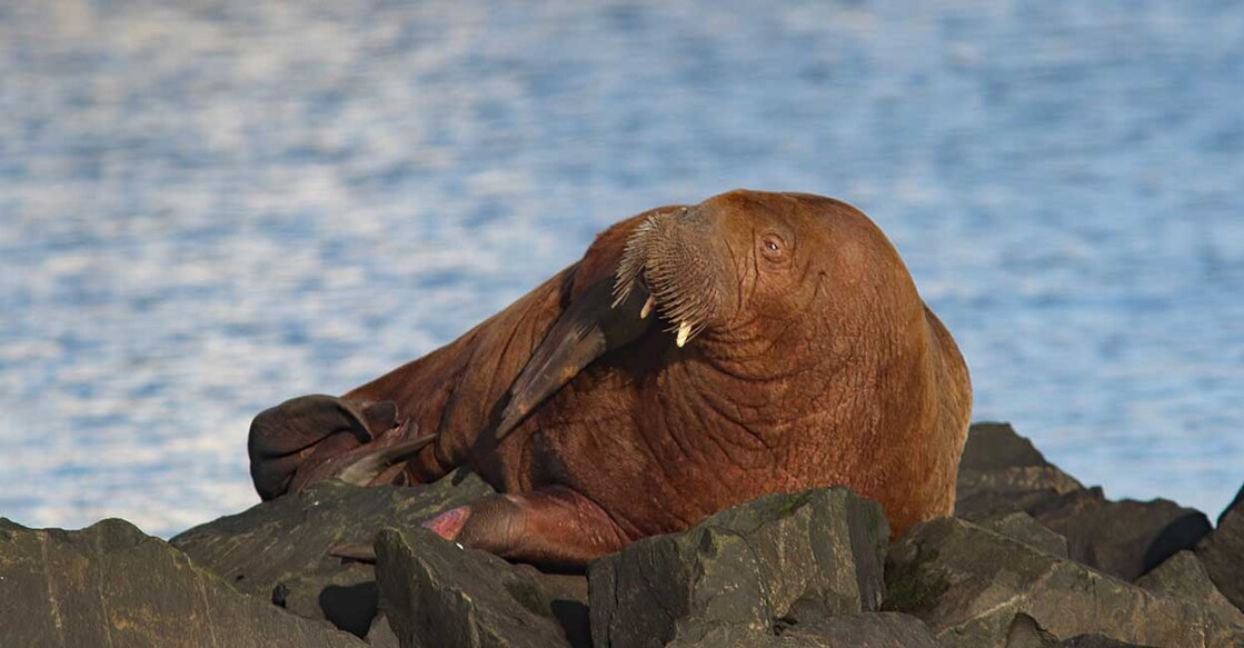 walrus (Photo: X/@Stewchat)