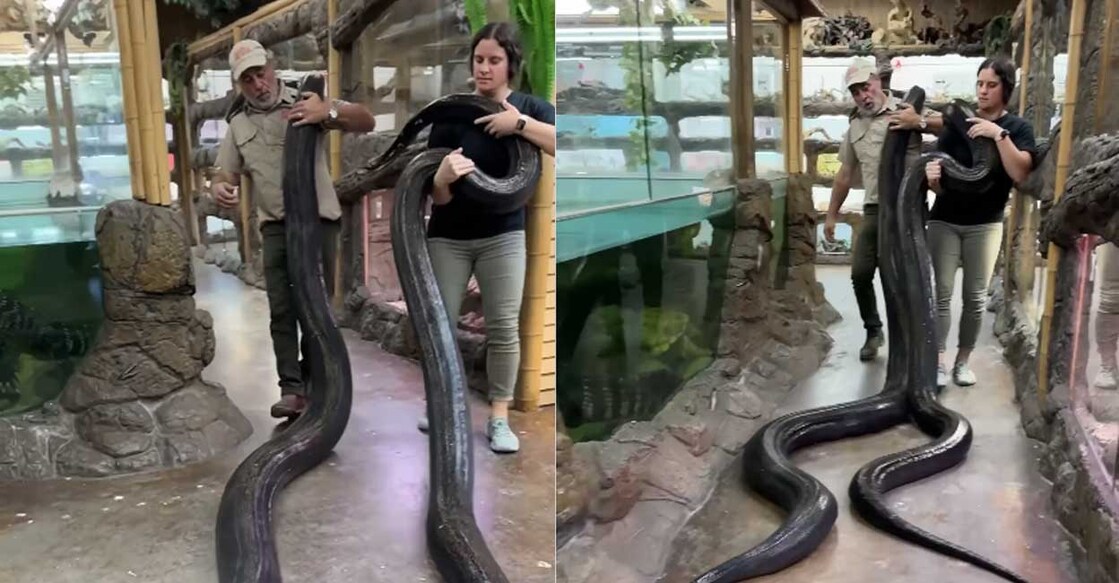 (Photo: Instagram/thereptilezoo)