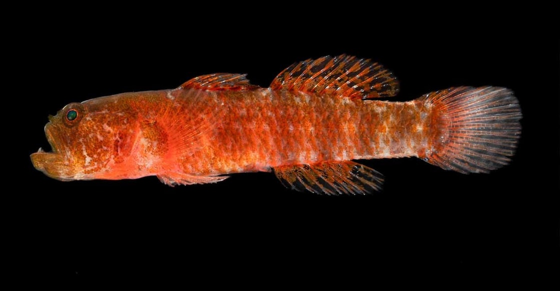 unhappyfish (Photo: X/@Pombo_lu)