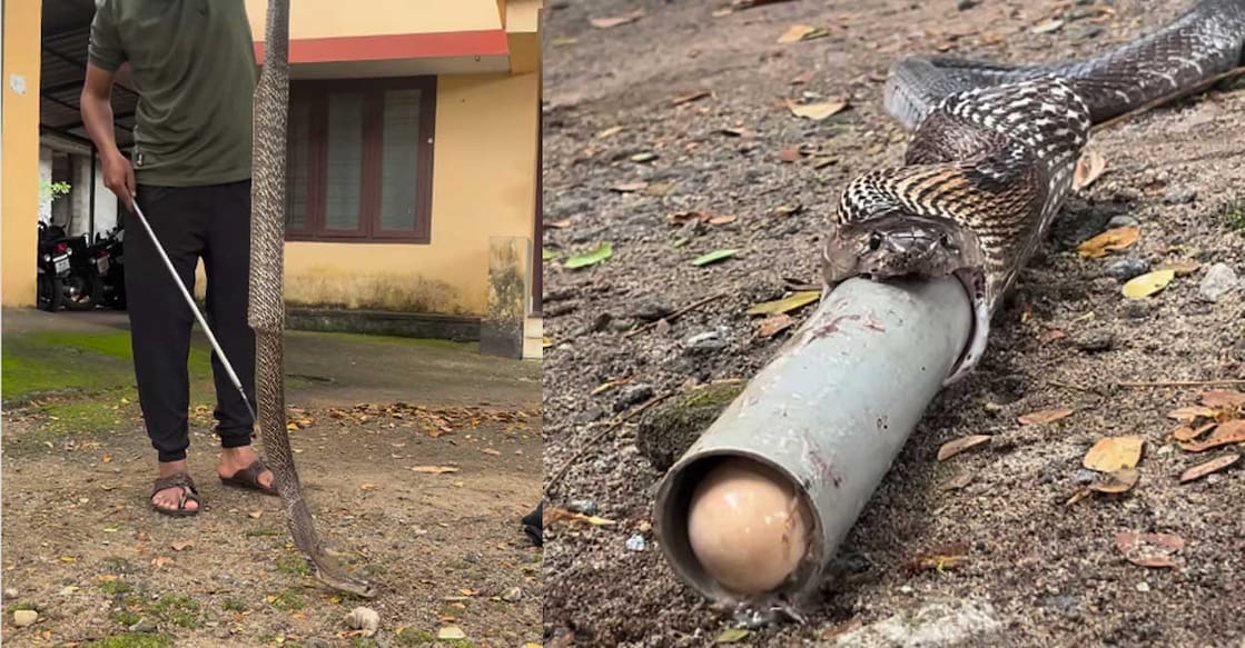 snakes-pipe (Photo: Instagram/bibeesh_p.b)