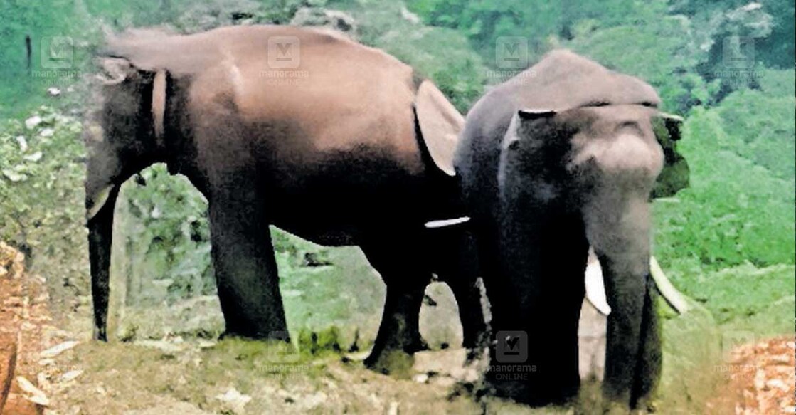 elephant elephant