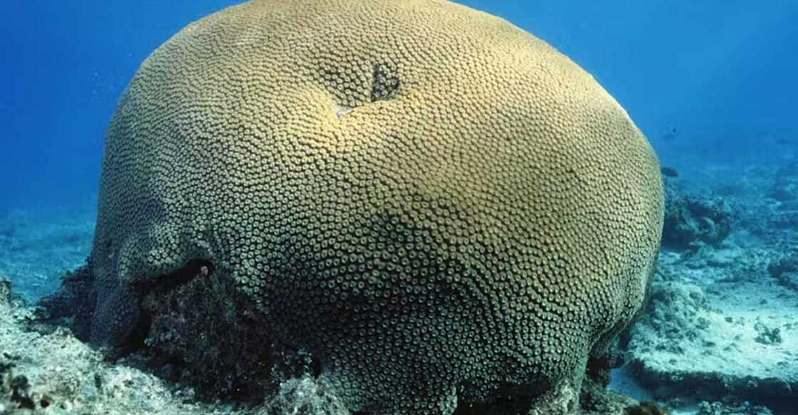 This coral contains six centuries of environmental history. Joel Orempuller (IRD)