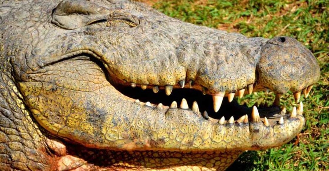 henry ഹെൻറി (Photo:X/@Crocodilian39)