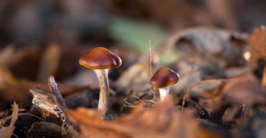 magic-mushrooms Magic mushroom (Photo:X/@Reuters)