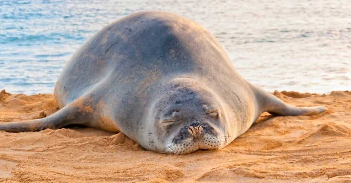  hawaiian monk seal (Photo:X/@jikeizu)