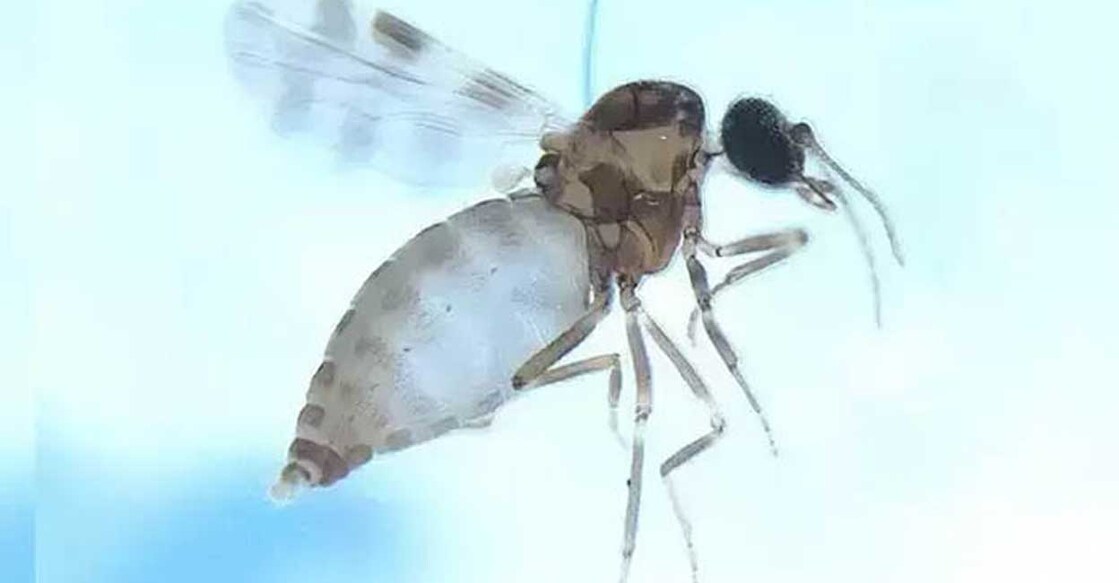 flies-andaman