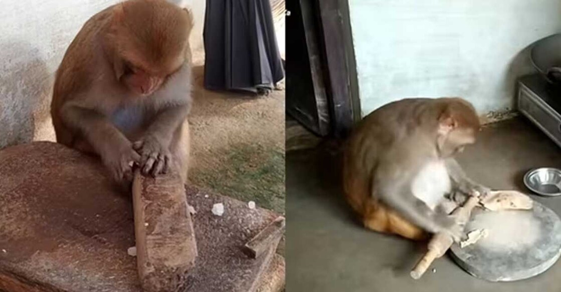 rani-monkey
