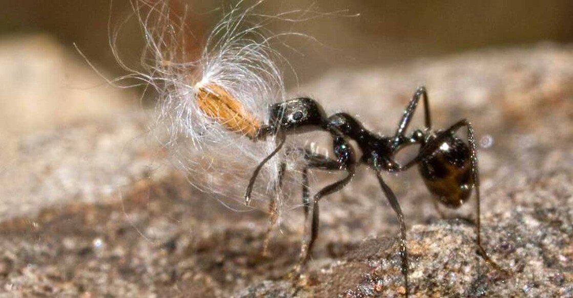 insect-seed എയർ മെയിലിൽ വന്ന വിത്ത് ലോക്കൽ ഡെലിവറി നടത്തുന്ന ഉറുമ്പ് (Photo: Facebook/Suresh Kutty)