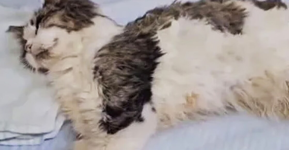 cat-miracle