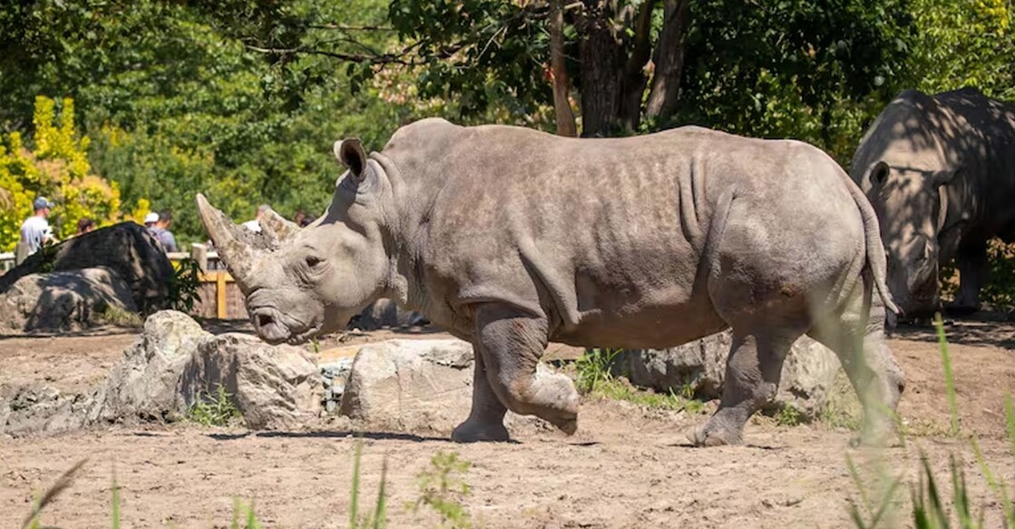 ഷബൂല (Photo:Granby Zoo)