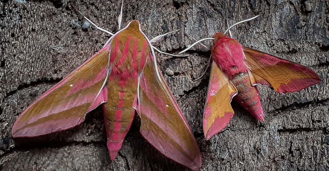 Elephant Hawk-moth (Photo:X/@Photography_A_J)