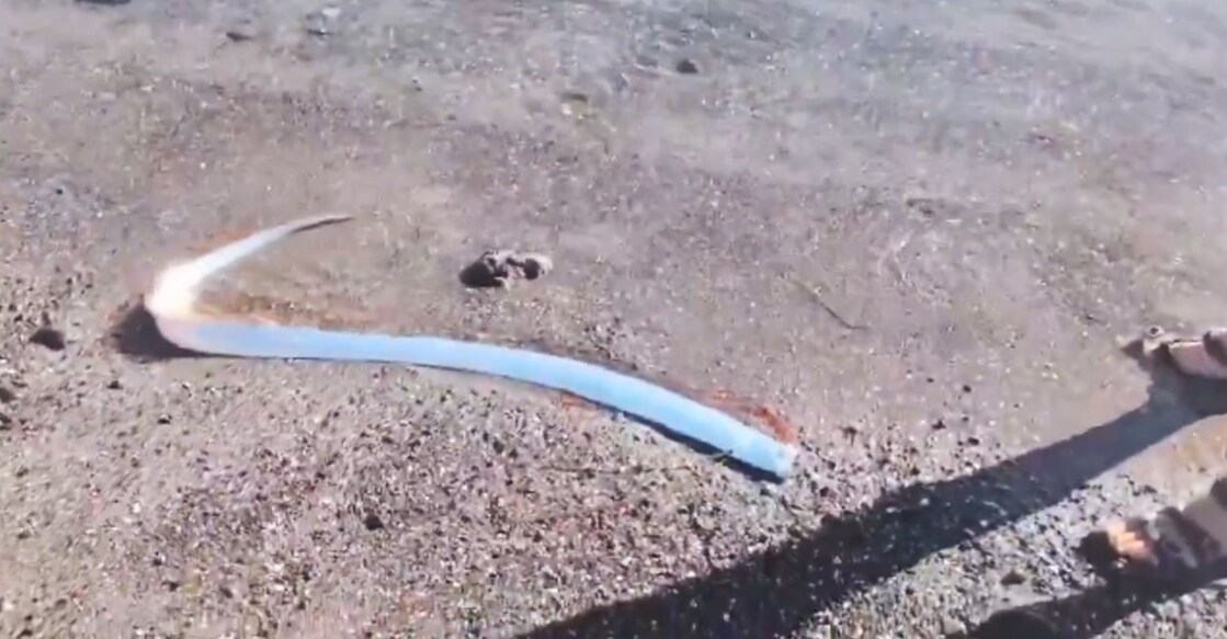 oarfish (Photo:X/@AMAZlNGNATURE)