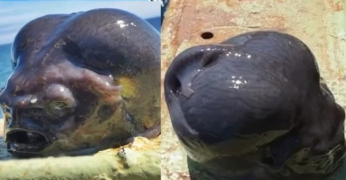 alien-fishes (Photo: X/@MEternalSpirit7)