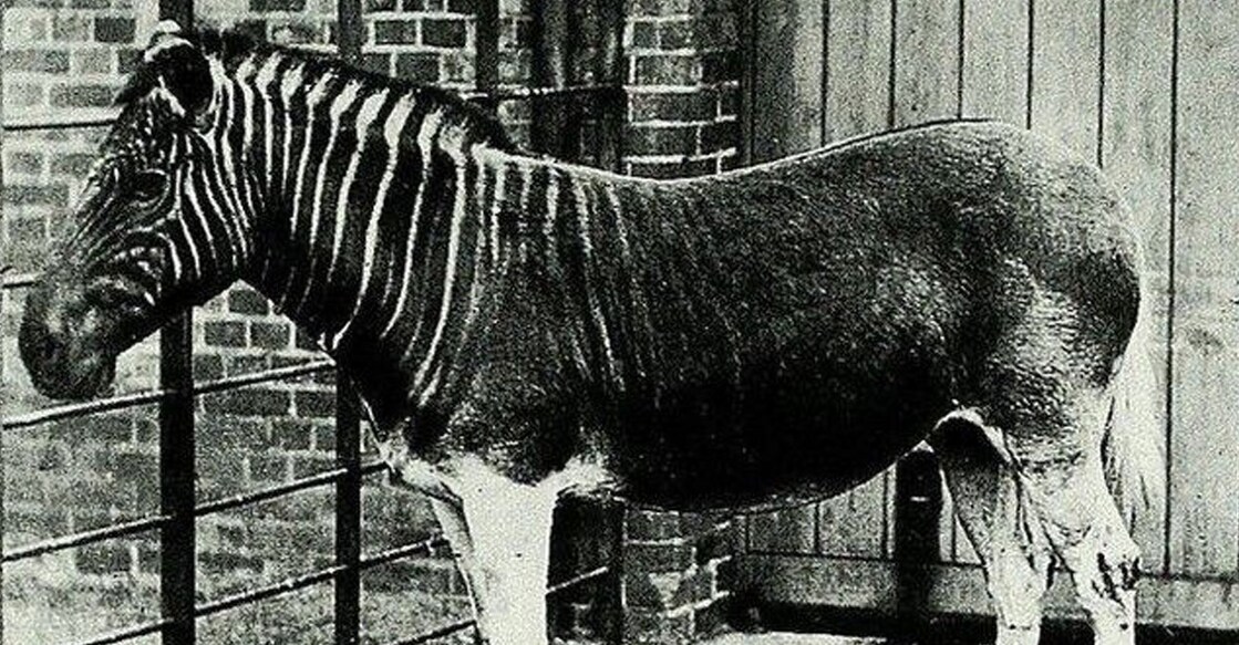 ക്വാഗ (Photo:X/@CuriosMuseum)