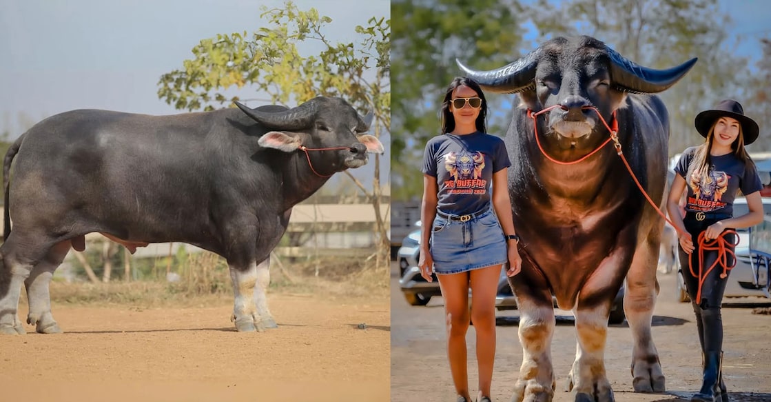 kingkond-animal (Photo:X/@DCFAPakistan)