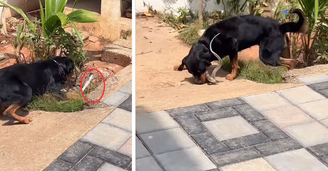 snake-1 snake-1