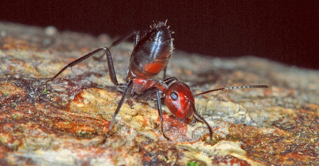 colobopsis explodens (Photo:X/@herrerillo)