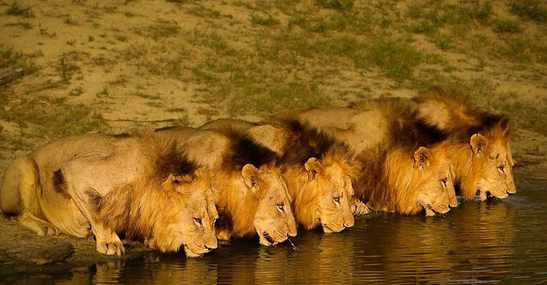 lion-mogapo Mapogo group ( Photo:X/@ekWateur)