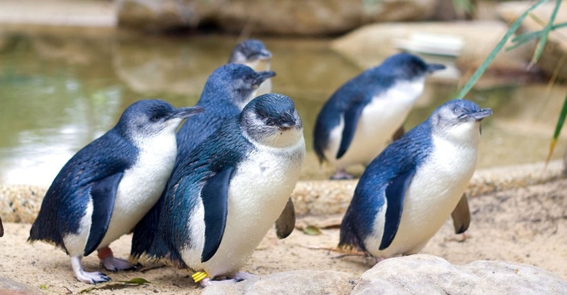 little-penguin Little blue penguins (Photo:X/@dodo)