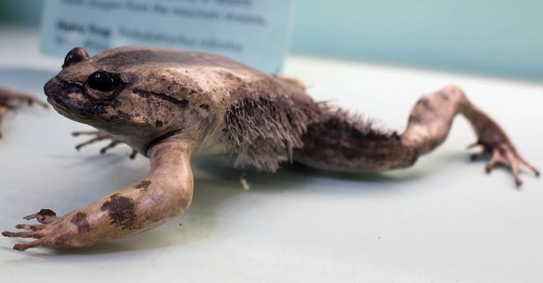 Trichobatrachus robustus (Photo:X/@DKESCORPIO)