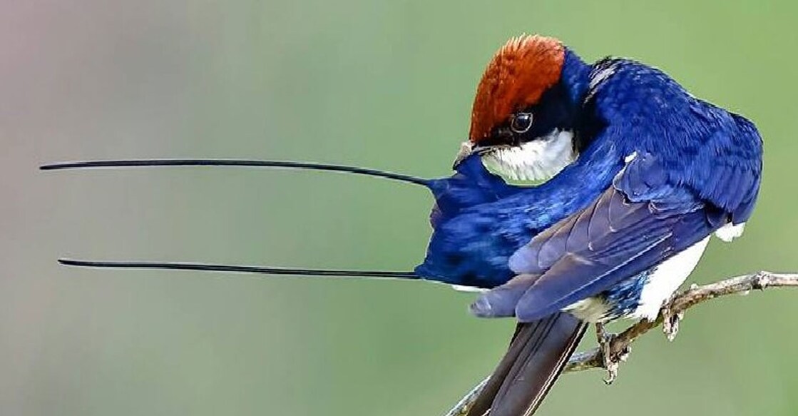 wire-tiled-swallo Wire-tailed Swallow (Hirundo smithii) (Photo:X/@worldbirds32)