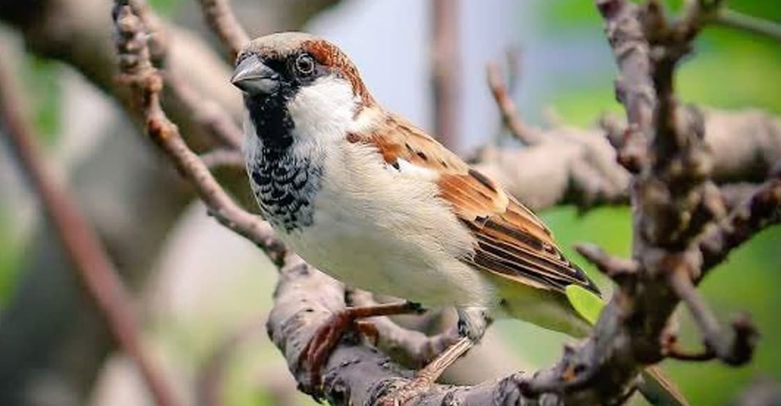 sparrow-bird (Photo:X/@dwsamachar)