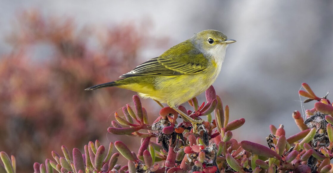 Female Yellow Warbler (Photo:X/@carolpopegordon)