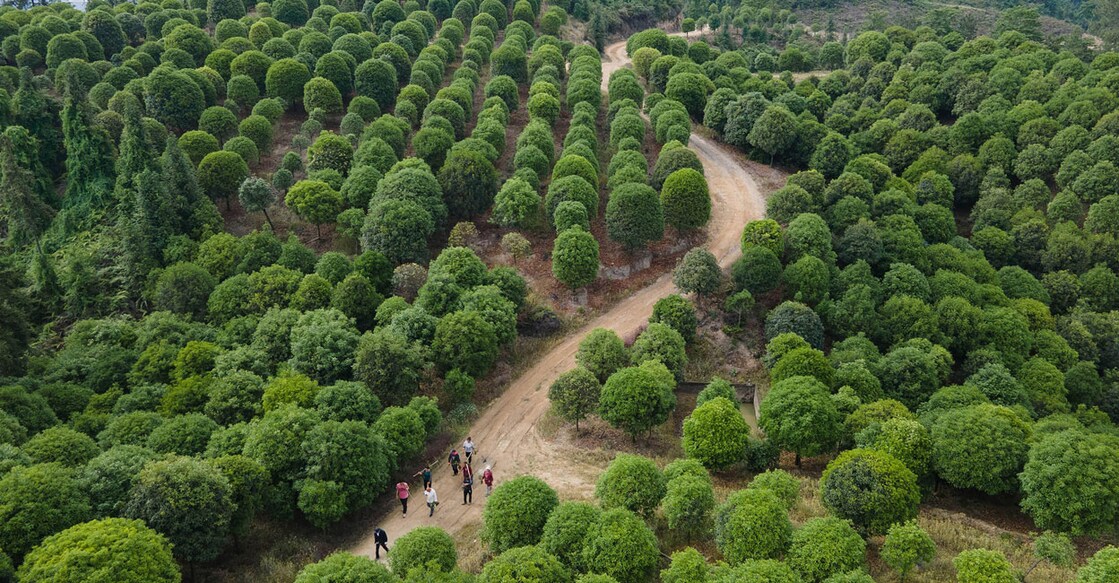 tree-env