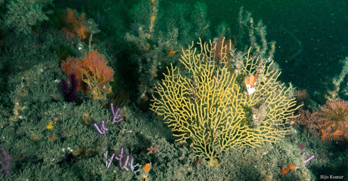 coral-kollam coral-kollam