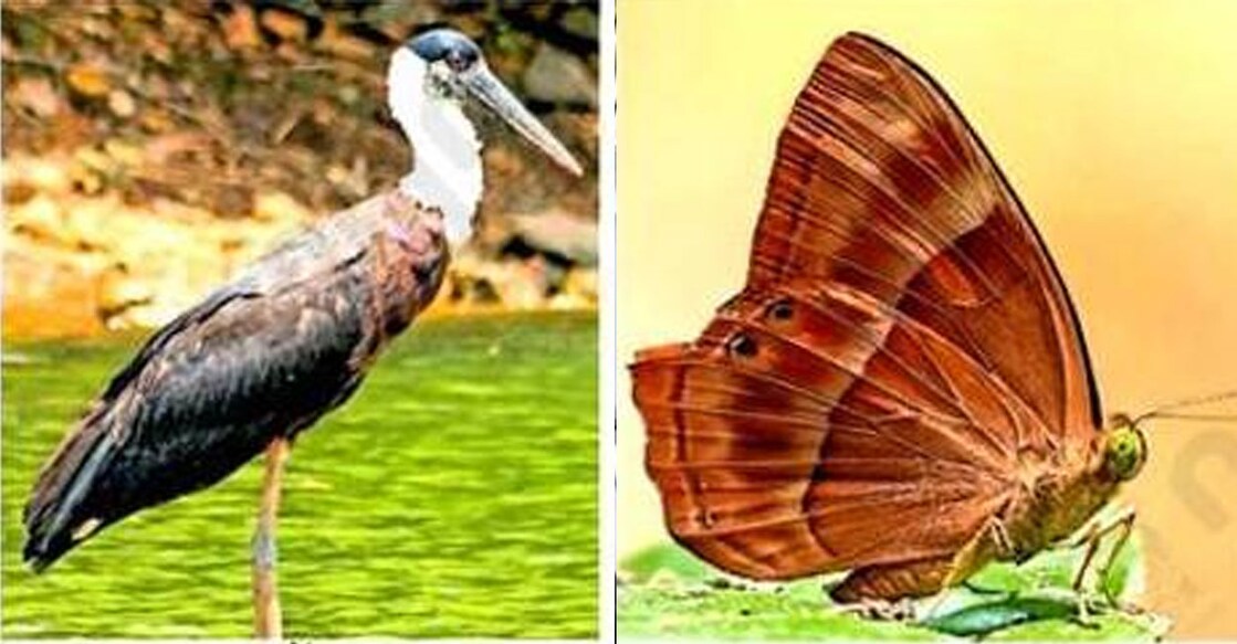 birds-animal കരിങ്കൊക്ക്, വിഴാലശലഭം