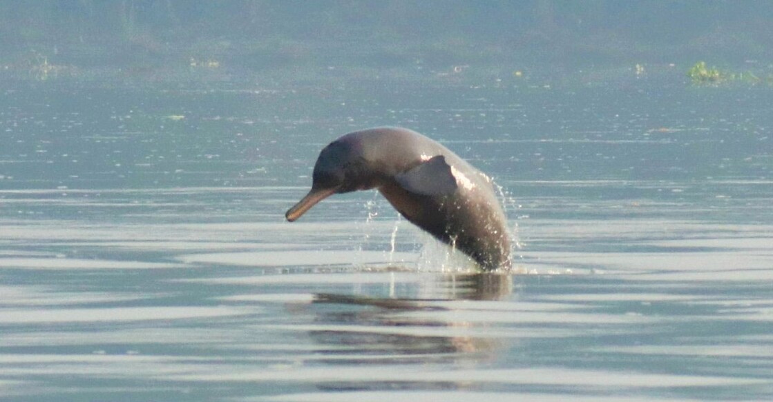 ganga-river-dolphin