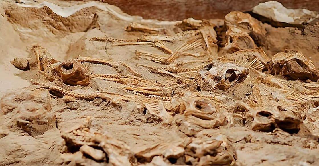 dinosaur-infant ദിനോസർ കുഞ്ഞുങ്ങളുടെ ഫോസിൽ (Photo:Instagram/planetdinosaurs)