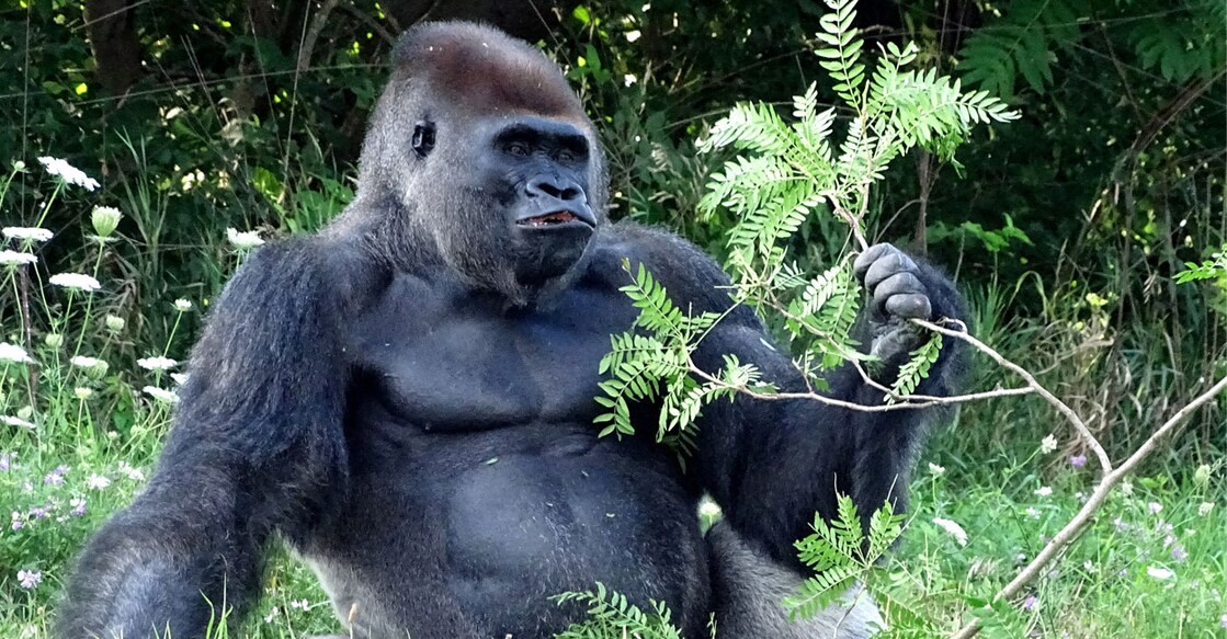 Chip is the oldest member of his troop at the Detroit Zoo (Photo:X/@detroitzoo)