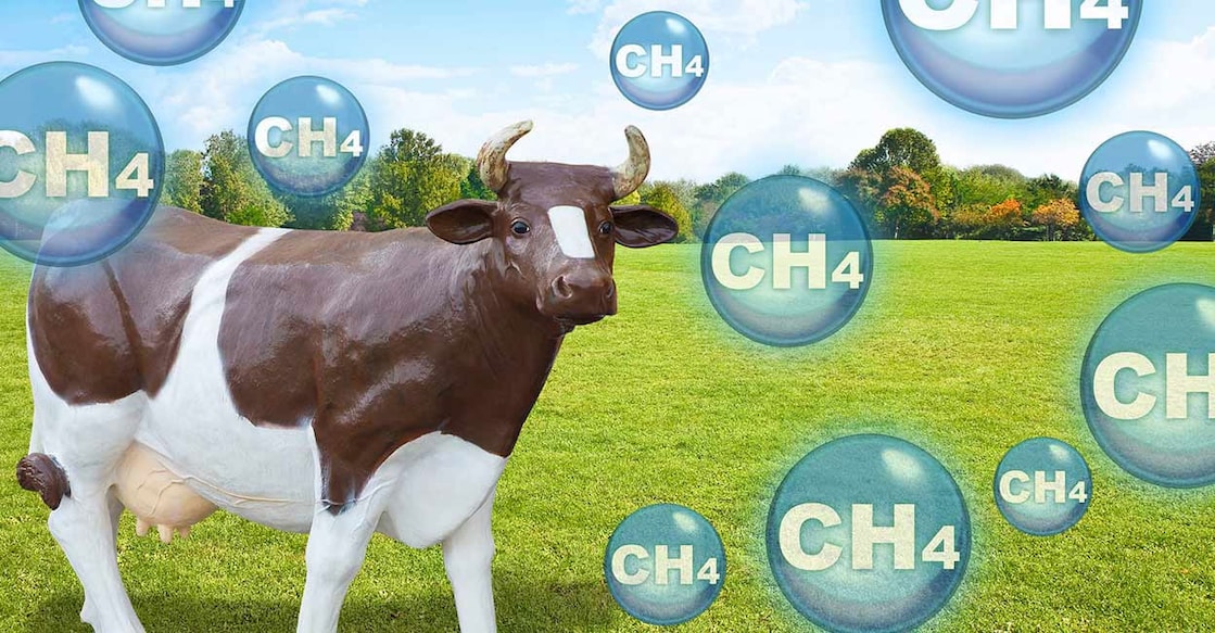 cow-burp-methane (Credit:Francesco Scatena/ Istock)