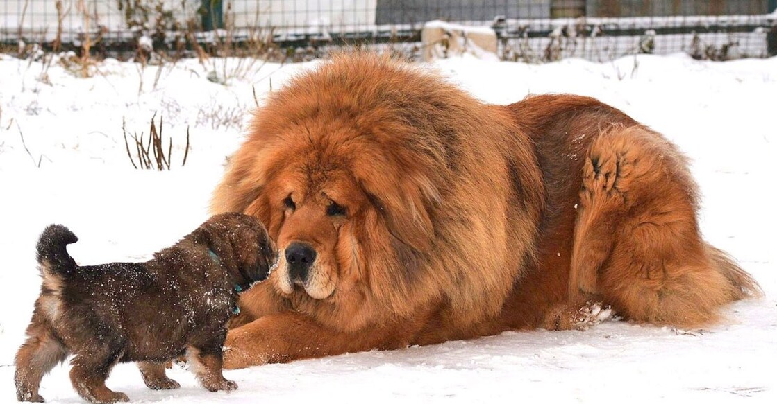 mastiff-dog