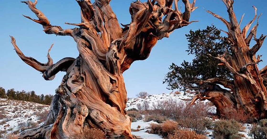 methusela Methuselah. Photo: Rick Goldwaser: X/@TheKentAcorn)