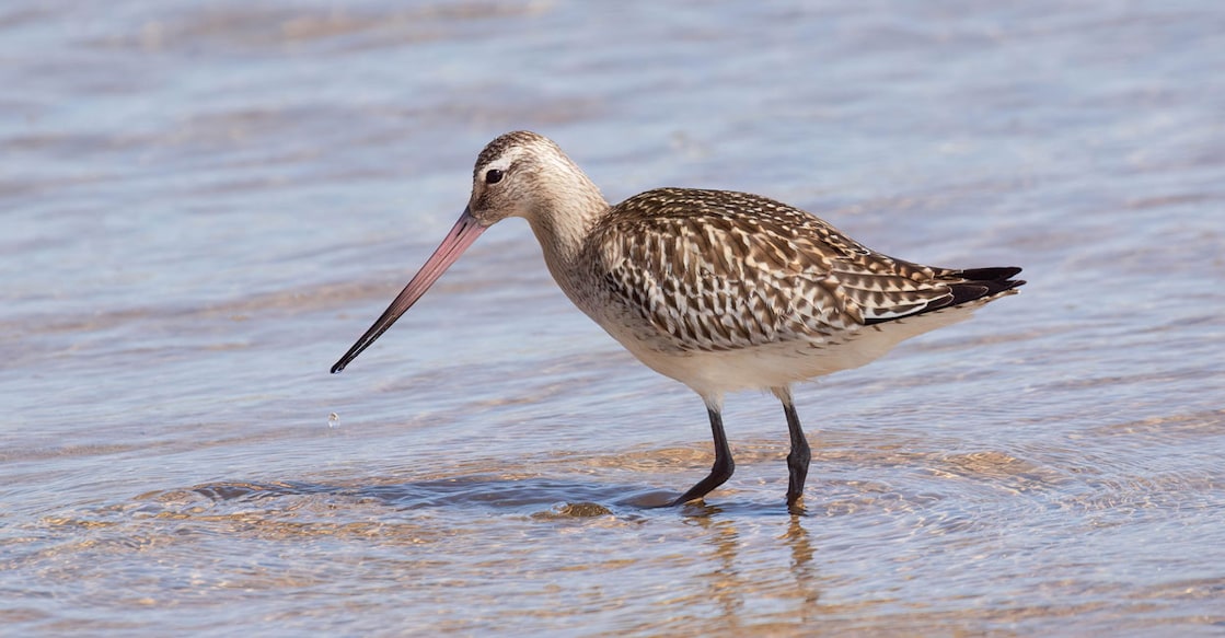 bar-tailedbird bar-tailedbird