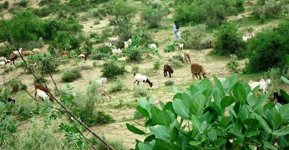 Lush green sand dunes & fields. (Photos by Ganesh Rathore/ X/@SurendarValasai)