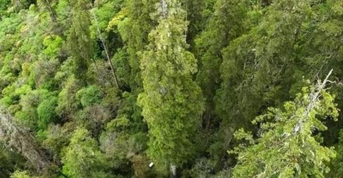 yarlong-sangpo (Photo:X/@PlantsTibetan)